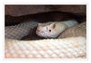 Dateiname=Terrazoo_Albino_Monokelkobra_01.jpg
Dateigröße=299KB
Abmessungen: 850x597
hinzugefügt am: 08. Januar 2017 Terrazoo_Albino_Monokelkobra_01.jpg