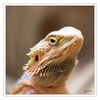 Dateiname=Terrazoo_Bartagame_01.jpg
Dateigröße=380KB
Abmessungen: 850x850
hinzugefügt am: 11. Januar 2017 Terrazoo_Bartagame_01.jpg