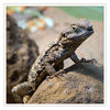 Dateiname=Terrazoo_Hardun_03.jpg
Dateigröße=584KB
Abmessungen: 850x850
hinzugefügt am: 11. Januar 2017 Terrazoo_Hardun_03.jpg