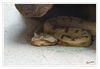 Dateiname=Terrazoo_Hornviper_.jpg
Dateigröße=337KB
Abmessungen: 850x589
hinzugefügt am: 09. Januar 2017 Terrazoo_Hornviper_.jpg