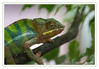 Dateiname=Terrazoo_Jemenchamaeleon_02.jpg
Dateigröße=421KB
Abmessungen: 850x591
hinzugefügt am: 10. Januar 2017 Terrazoo_Jemenchamaeleon_02.jpg