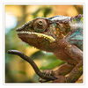 Dateiname=Terrazoo_Jemenchamaeleon_q_LR_04.jpg
Dateigröße=658KB
Abmessungen: 850x850
hinzugefügt am: 10. Januar 2017 Terrazoo_Jemenchamaeleon_q_LR_04.jpg