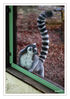 Dateiname=Terrazoo_Kattas__08.jpg
Dateigröße=438KB
Abmessungen: 598x850
hinzugefügt am: 04. Januar 2017 Terrazoo_Kattas__08.jpg