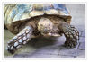 Dateiname=Terrazoo_Schildkroete_01.jpg
Dateigröße=408KB
Abmessungen: 850x590
hinzugefügt am: 06. Januar 2017 Terrazoo_Schildkroete_01.jpg