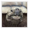 Dateiname=Terrazoo_Schildkroete_04.jpg
Dateigröße=437KB
Abmessungen: 850x850
hinzugefügt am: 06. Januar 2017 Terrazoo_Schildkroete_04.jpg