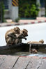 Dateiname=Thailand_Affe_010.jpg
Dateigröße=362KB
Abmessungen: 567x850
hinzugefügt am: 17. Juni 2011 Thailand_Affe_010.jpg