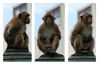Dateiname=Thailand_Affe_0100.jpg
Dateigröße=301KB
Abmessungen: 850x567
hinzugefügt am: 17. Juni 2011 Thailand_Affe_0100.jpg