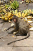 Dateiname=Thailand_Affe_06.jpg
Dateigröße=486KB
Abmessungen: 563x850
hinzugefügt am: 17. Juni 2011 Thailand_Affe_06.jpg