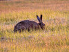 Tiere_2C2CHase_im_Abendlicht22.jpg