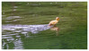 Dateiname=Tiere_Entenkueken_02.jpg
Dateigröße=599KB
Abmessungen: 1200x694
hinzugefügt am: 08. Juni 2021 Tiere_Entenkueken_02.jpg