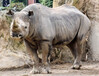 Tiere_K-H_Hoepfner_Nashorn.jpg