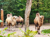 Dateiname=Tiere_Manni_258d6742-fdf7-42af-b12c-a307b1fb2b9e.jpg
Dateigröße=1334KB
Abmessungen: 1200x900
hinzugefügt am: 20. September 2022 Tiere_Manni_258d6742-fdf7-42af-b12c-a307b1fb2b9e.jpg