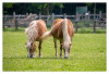 Tiere_Marianne_Kinderbauerhof_Haflinger~0.jpg