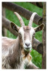 Tiere_Marianne_Kinderbauerhof_Ziege_04.jpg