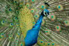 Dateiname=Tiere_Pfau_mit_Rad_110.jpg
Dateigröße=245KB
Abmessungen: 850x565
hinzugefügt am: 11. Januar 2007 Tiere_Pfau_mit_Rad_110.jpg