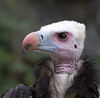 Dateiname=Tierpark_Geier__01_q_.jpg
Dateigröße=280KB
Abmessungen: 850x834
hinzugefügt am: 11. August 2010 Tierpark_Geier__01_q_.jpg