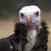 Dateiname=Tierpark_Geier__06_q__.jpg
Dateigröße=284KB
Abmessungen: 850x850
hinzugefügt am: 12. August 2010 Tierpark_Geier__06_q__.jpg