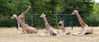 Tierpark_Giraffe__01_.jpg