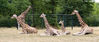 Dateiname=Tierpark_Giraffe__01_.jpg
Dateigröße=375KB
Abmessungen: 1024x433
hinzugefügt am: 24. August 2010 Tierpark_Giraffe__01_.jpg