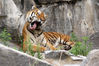 Tierpark_Tiger_05.jpg