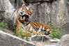 Dateiname=Tierpark_Tiger_05.jpg
Dateigröße=359KB
Abmessungen: 850x566
hinzugefügt am: 11. August 2010 Tierpark_Tiger_05.jpg