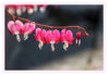 Dateiname=Traenendes_Herz_rot_03.jpg
Dateigröße=394KB
Abmessungen: 850x592
hinzugefügt am: 02. Mai 2014 Traenendes_Herz_rot_03.jpg