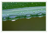 Dateiname=Tropfengras_01.jpg
Dateigröße=346KB
Abmessungen: 850x592
hinzugefügt am: 08. November 2013 Tropfengras_01.jpg