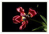 Dateiname=Tulpe_rot_014.jpg
Dateigröße=227KB
Abmessungen: 850x590
hinzugefügt am: 28. März 2018 Tulpe_rot_014.jpg