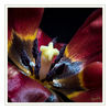 Dateiname=Tulpe_rot_06.jpg
Dateigröße=456KB
Abmessungen: 850x850
hinzugefügt am: 28. März 2018 Tulpe_rot_06.jpg