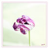 Dateiname=Tulpe_verblueht_013.jpg
Dateigröße=359KB
Abmessungen: 850x850
hinzugefügt am: 08. April 2014 Tulpe_verblueht_013.jpg