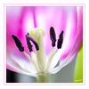 Dateiname=Tulpe_verblueht_02_Kopie_.jpg
Dateigröße=437KB
Abmessungen: 850x850
hinzugefügt am: 20. Januar 2014 Tulpe_verblueht_02_Kopie_.jpg