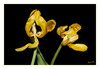 Dateiname=Tulpe_verblueht_03.jpg
Dateigröße=469KB
Abmessungen: 1200x832
hinzugefügt am: 14. Mai 2021 Tulpe_verblueht_03.jpg