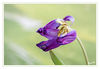 Dateiname=Tulpe_verblueht_bear_019.jpg
Dateigröße=305KB
Abmessungen: 850x589
hinzugefügt am: 06. April 2014 Tulpe_verblueht_bear_019.jpg