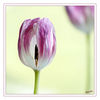Dateiname=Tulpe_verblueht_q_011.jpg
Dateigröße=422KB
Abmessungen: 850x850
hinzugefügt am: 08. April 2014 Tulpe_verblueht_q_011.jpg