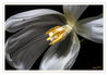 Dateiname=Tulpe_weiss_kk_03.jpg
Dateigröße=318KB
Abmessungen: 850x592
hinzugefügt am: 17. April 2017 Tulpe_weiss_kk_03.jpg