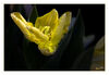 Tulpen_gelb_011.jpg