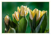 Tulpen_gelb_03.jpg