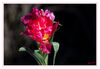 Tulpen_rot_010.jpg