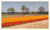 Tulpenfeld_01.jpg