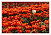 Dateiname=Tulpenfeld_25.jpg
Dateigröße=714KB
Abmessungen: 1024x707
hinzugefügt am: 25. April 2021 Tulpenfeld_25.jpg