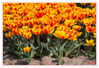 Dateiname=Tulpenfeld_bunt_05.jpg
Dateigröße=639KB
Abmessungen: 850x583
hinzugefügt am: 06. Mai 2016 Tulpenfeld_bunt_05.jpg
