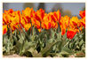 Dateiname=Tulpenfeld_bunt_07.jpg
Dateigröße=545KB
Abmessungen: 850x583
hinzugefügt am: 05. Mai 2016 Tulpenfeld_bunt_07.jpg