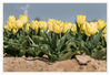 Tulpenfeld_gelb_06.jpg