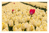 Tulpenfeld_gelb_07.jpg