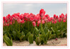 Tulpenfeld_rot_k_04.jpg