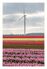 Tulpenfeld_und_Windrad_01.jpg