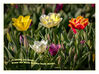 Dateiname=Tulpenkarte_01.jpg
Dateigröße=718KB
Abmessungen: 1024x766
hinzugefügt am: 09. April 2020 Tulpenkarte_01.jpg