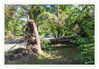 Dateiname=Umgestuerzter_Baum_02.jpg
Dateigröße=810KB
Abmessungen: 850x592
hinzugefügt am: 27. Juli 2014 Umgestuerzter_Baum_02.jpg