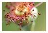 Dateiname=Verbluehte_Rose_k_.jpg
Dateigröße=397KB
Abmessungen: 1024x714
hinzugefügt am: 03. November 2018 Verbluehte_Rose_k_.jpg