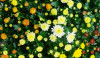 Dateiname=Verena_Leber_Chrysanthemen.jpg
Dateigröße=1228KB
Abmessungen: 1200x696
hinzugefügt am: 27. August 2026 Verena_Leber_Chrysanthemen.jpg